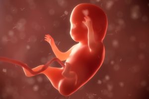 TheMerkle Artificial Womb