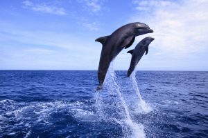 speaking dolphin language